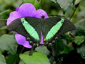 Exotický motýl Papilio palinurus.