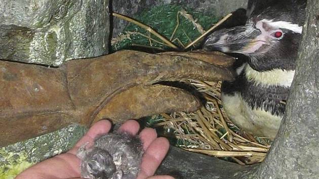 Ze skořápek, ke kterým byl přischlý, museli 14. prosince chovatelé pražské zoo pomoct malému tučňákovi Humboldtovu.