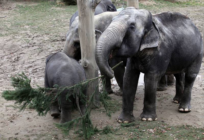 Krmení zubrů, velbloudů a slonů vánočními stromky včetně stromu ze Staroměstského náměstí v pražské zoo.