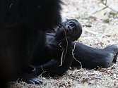 V Zoo Praha se narodilo další gorilí mládě.