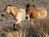 Klisny koně Převalského se v Mongolsku seznamují s novým prostředím.