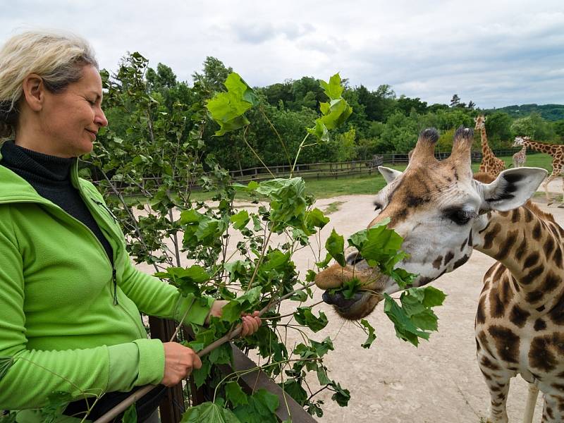 Krmení žiraf v Zoo Praha: pohled z očí do očí.