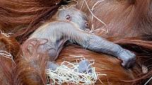 V pražské zoo se 17. listopadu 2020 samičce orangutana sumaterského Mawar narodilo mládě.