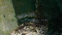 Snímky z krmení samičky krokodýla kubánského Sapfó byly pořízeny fotoaparátem ovládaným na dálku. Zvířata jsou od návštěvníků oddělena dvěma pletivy. GoPro kameru krokodýl rozkousal.