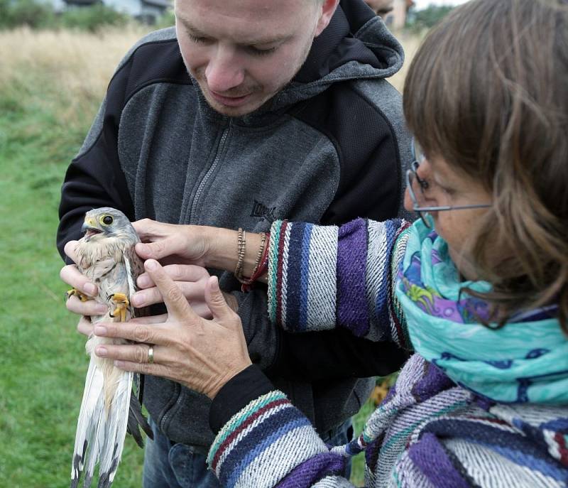 Herečka Bára Hrzánová vypouštěla na svobodu vyléčené poštolky