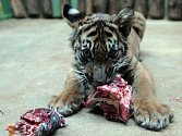 Představení pětiměsíčního mláděte tygra sumaterského (zatím se mu říká Hanýsek) v Zoo Praha 19. prosince.