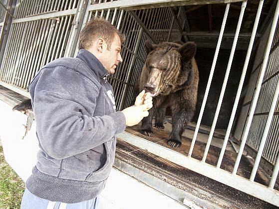 SE ZVÍŘATY musíte být jedna rodina, popisuje Berousek junior. Základem drezury je znát se – a nemít ze sebe strach.