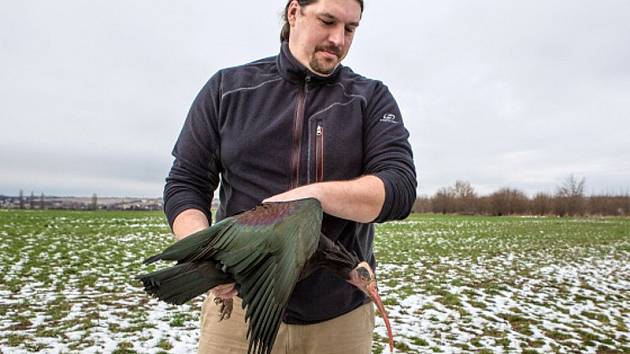 Antonín Vaidl z pražské zoologické zahrady ve středu 2. března 2016 dopoledne odchytili třetího z osmnácti ibisů skalních, kteří uletěli z voliéry v zahradě. Našli ho u obce Zápy poblíž Brandýsa nad Labem.