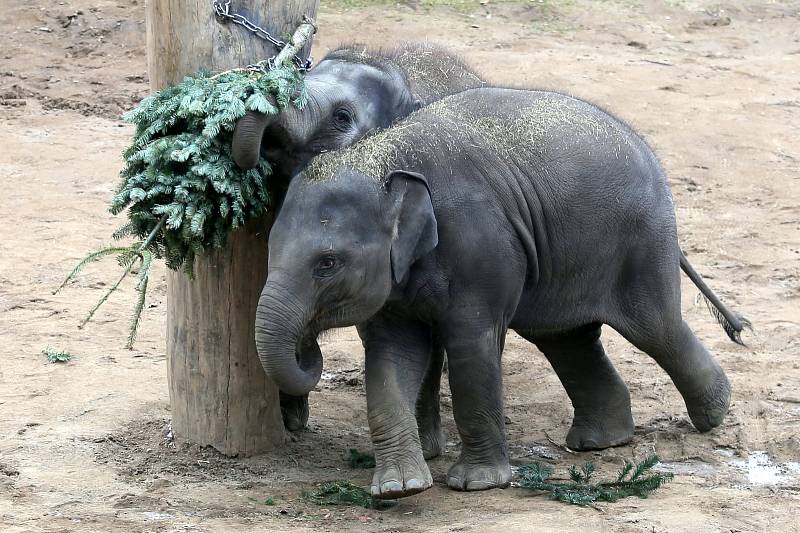 Krmení slonů v pražské zoologické zahradě nevyužitými vánočními stromky.