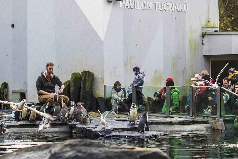 Štědrý den v pražské zoologické zahradě.