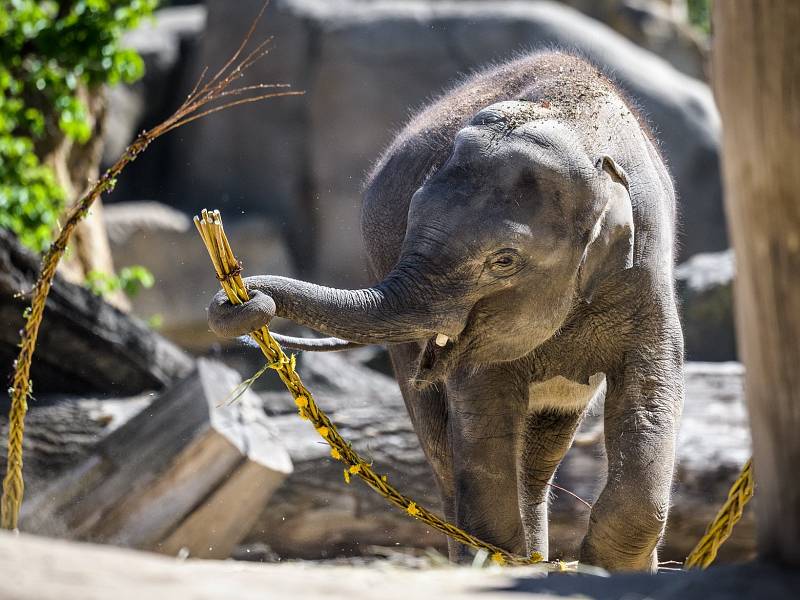 Velikonoční nadílka v Zoo Praha byla letos opravdu pestrá.