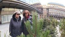 Piazzetu Národního divadla zdobí zrecyklované vánoční stromky.