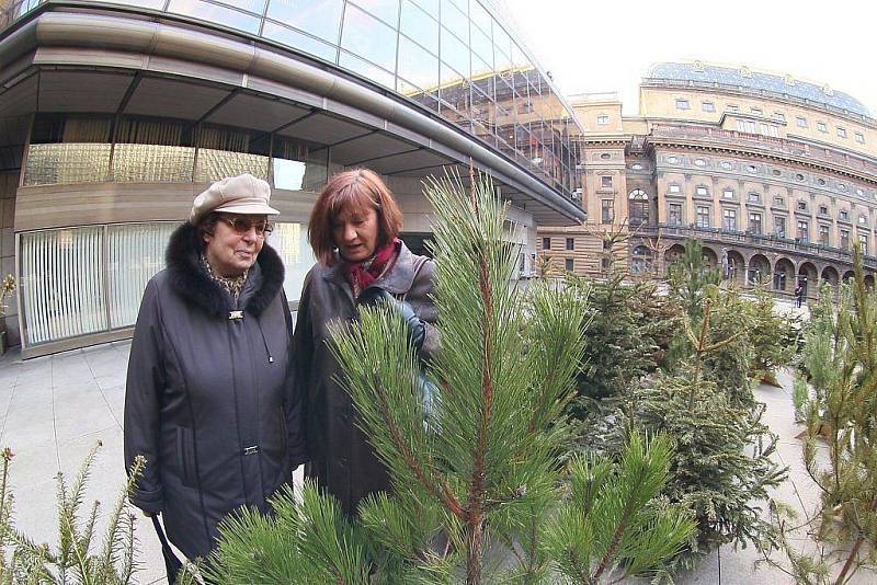 Piazzetu Národního divadla zdobí zrecyklované vánoční stromky.