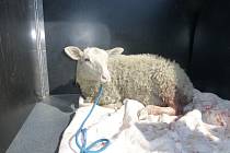 Zachráněná ovce našla útočiště v útulku.