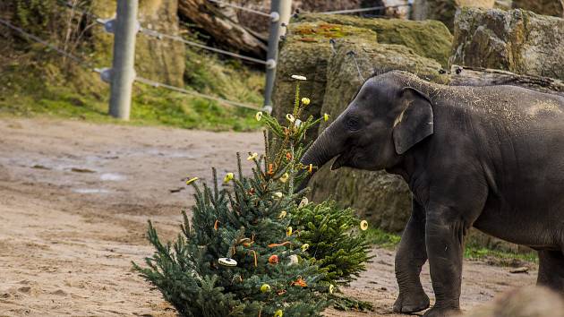 Neprodané vánoční stromky udělaly radost zvířatům v pražské zoo