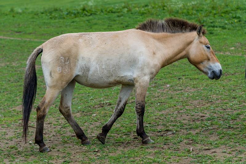 Další čtyři koně Převalského transportovala pražská zoo armádním letounem do Mongolska.