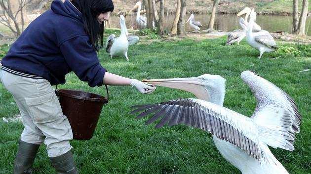 Chovatelka Nikola Dušková při krmení pelikánů v Zoo Praha.