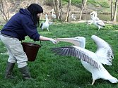 Chovatelka Nikola Dušková při krmení pelikánů v Zoo Praha.