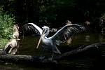 Tisíce lidí navštívili 6. července pražskou zoo. pelikán