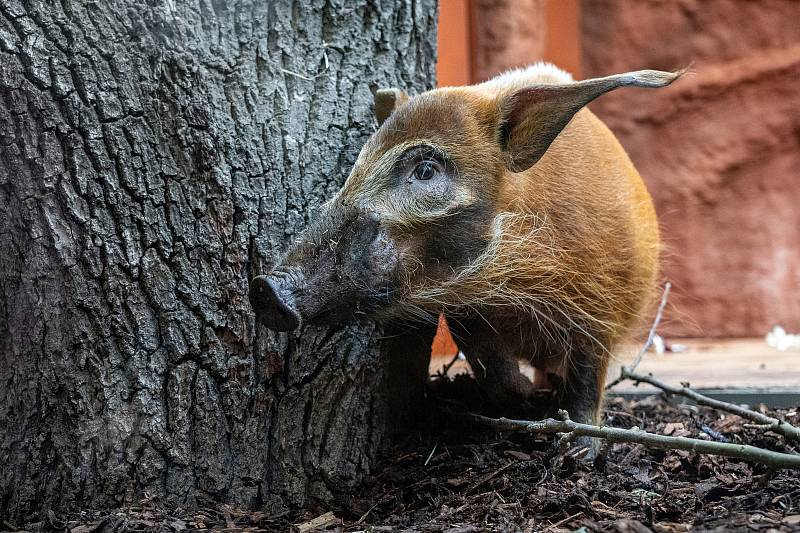 Štětkouni afričtí teprve minulý týden obydleli jednu z hlavních expozic Rezervace Dja. Foto: Zoo Praha/Oliver Le Que