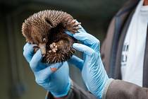 Zoo Praha nově umožní návštěvníkům sledovat v expozici Darwinův kráter pravidelné vážení malé ježury australské.