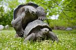 Velké želvy se radují z návratu do venkovního výběhu po svém.