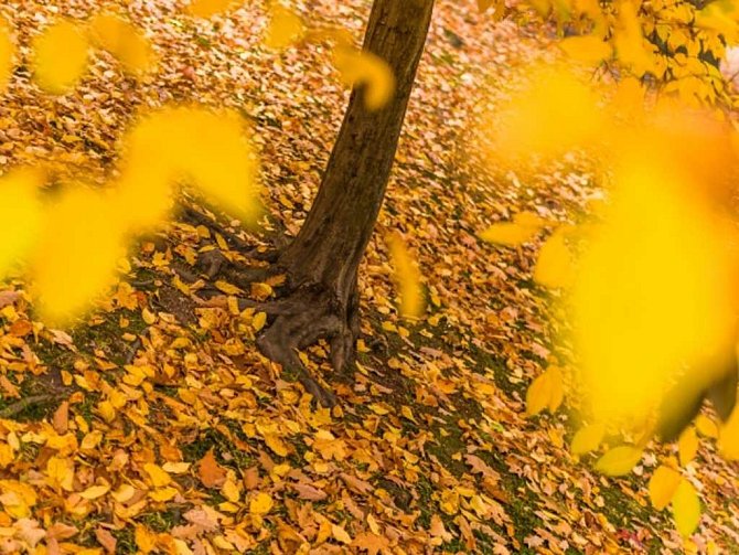 Strom na podzim. Ilustrační foto. 