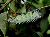 Motýl s největším rozpětím křídel Attacus atlas bude opět k vidění ve skleníku Fata Morgana