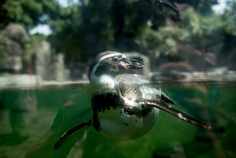 Tisíce lidí navštívili 6. července pražskou zoo. tučňák