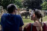 Tisíce lidí navštívili 6. července pražskou zoo. slon
