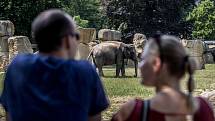Tisíce lidí navštívili 6. července pražskou zoo. slon