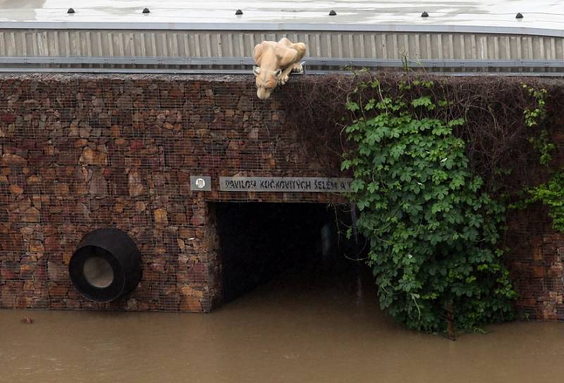 Povodně v Praze v pondělí 3.června. Pražská zoo.