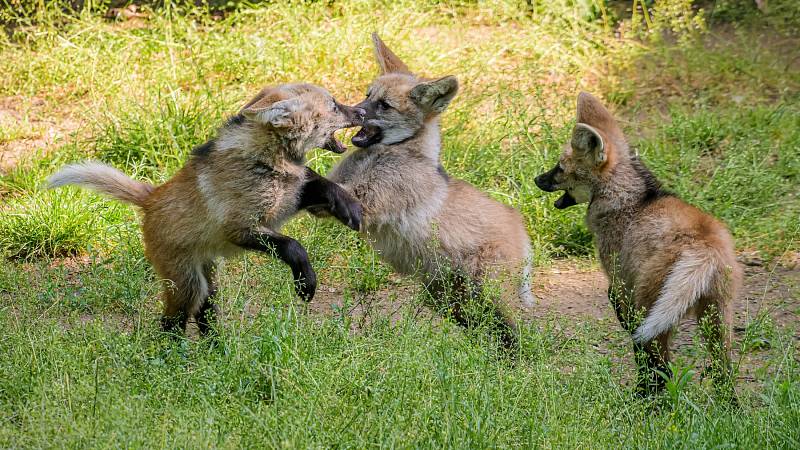Jarní zoo je plná mláďat: První potomci nového chovného páru vlků hřivnatých – dvouleté samice Luny a tříletého samce Váni – dovádějí už i před zraky návštěvníků.