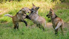 Jarní zoo je plná mláďat: První potomci nového chovného páru vlků hřivnatých – dvouleté samice Luny a tříletého samce Váni – dovádějí už i před zraky návštěvníků.