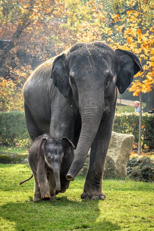Sloní sameček se narodil 7. října.