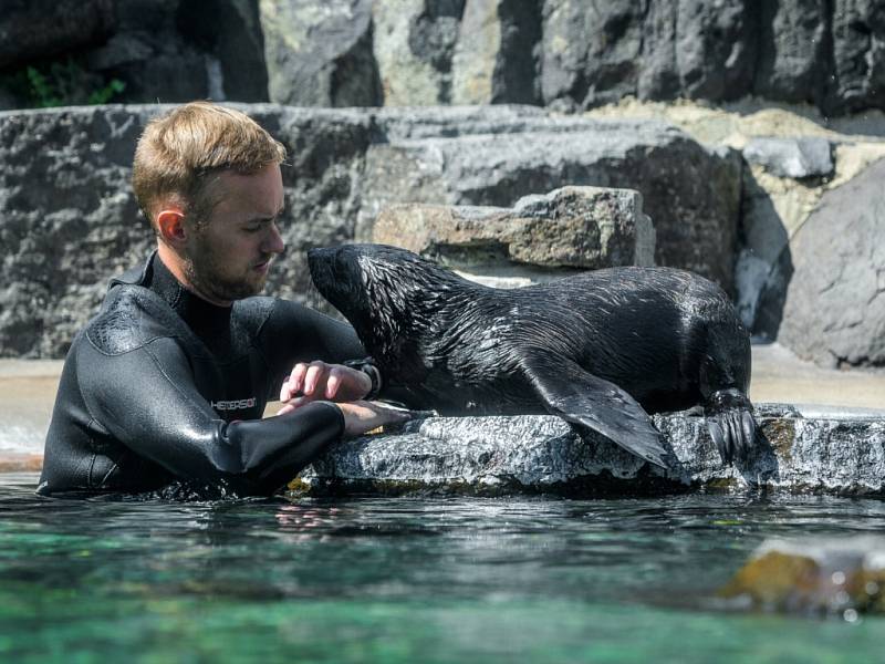 Dnes Zoo Praha prvně návštěvníkům představila malého lachtana, který se narodil na konci května a bude od teď k vidění v určeném čase v expozici. 