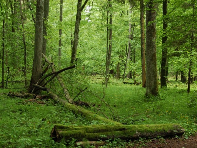 Bělověžský prales. Ilustrační foto. 