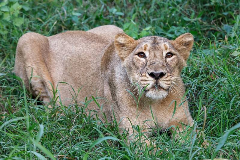 Pražská Zoo získala trojici indických lvů. Na snímku Ginny.