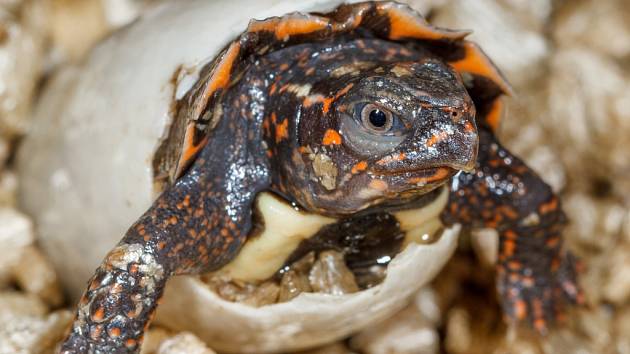 Mládě želvy Spenglerovy při líhnutí z vajíčka v pražské zoologické zahradě.