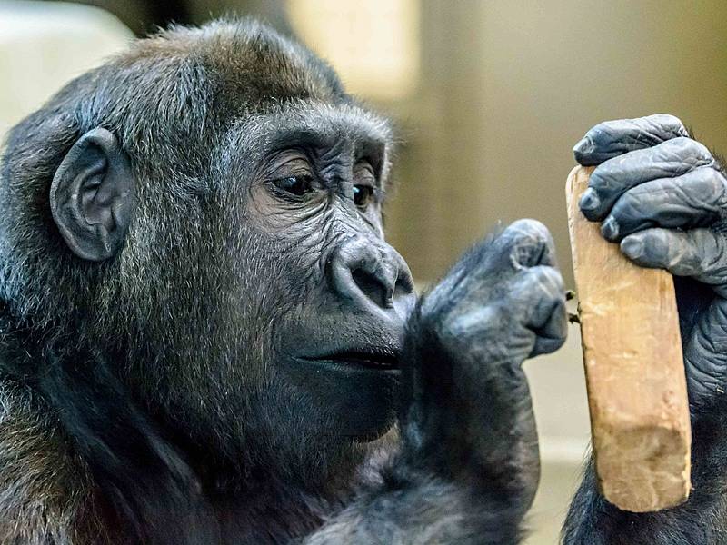 Přesun ze Stuttgartu do mnichovské zoo Hellabrunn proběhl v pořádku. Tano se společně se svým kamarádem Okandou už brzy připojí k nové gorilí skupině.