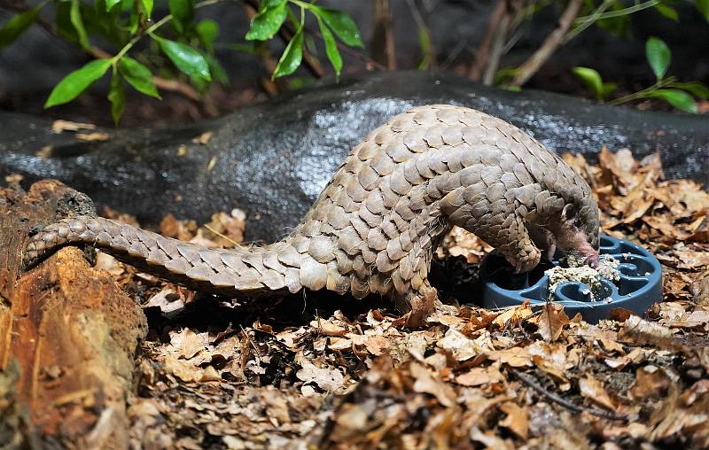 Zoo Praha představila v neděli 15. května 2022 pár luskounů krátkoocasých.