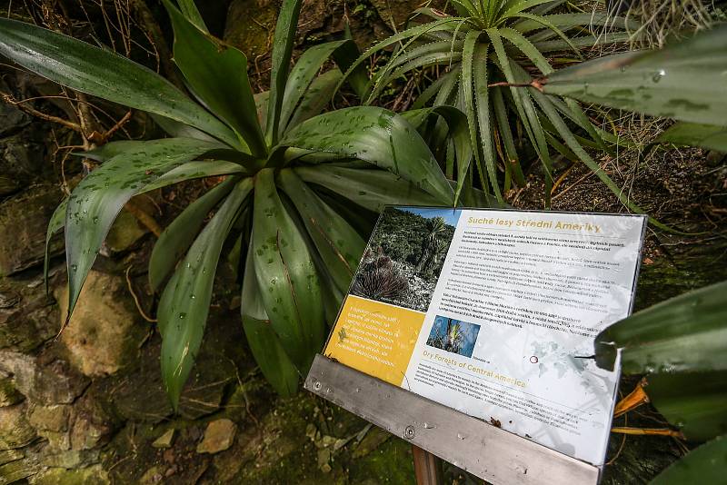 V pražské botanické zahradě.