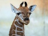 Matkou žirafího samečka je pražská rodačka Eliška, otce Johana má malý žirafák společného s Nelou narozenou 25. ledna.