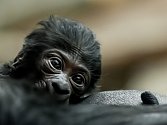 Gorilí mládě prospívá