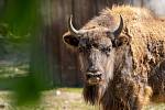 The Prague bison female Prixi leaves for the Caucasus.