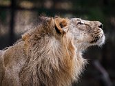 Samec lva indického, který bude přivezen do pražské zoo spolu se dvěma samicemi, se jmenuje Jamvan.