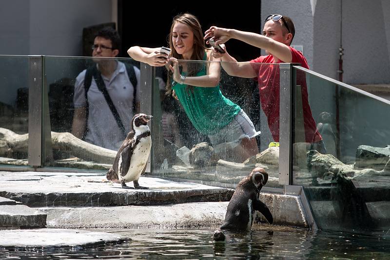 Tisíce lidí navštívili 6. července pražskou zoo. tučňáci