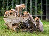 Sobota bude patřit v Zoo Praha gepardím paterčatům, která budou mít křtiny, a návštěvníci je budou moci prvně spatřit. 