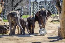 Sloni dostali novou hračku – kouli naplněnou granulemi.