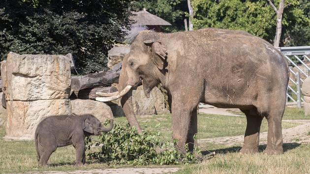 Malé slonice průběžně chodily za samcem Ankhorem a očichávaly ho. Na snímku starší z obou slůňat – Lakuna, jejíž jméno má v sinhálštině význam „Znamení“.